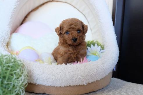 成約済の滋賀県のトイプードル-81611