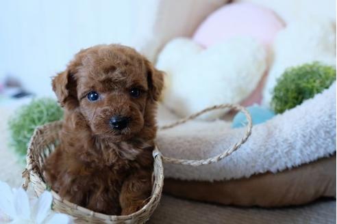 成約済の滋賀県のトイプードル-81611の3枚目