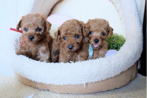 成約済の滋賀県のトイプードル-81611の2枚目