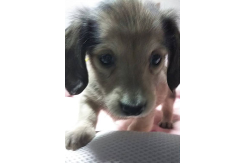 成約済の岩手県のカニンヘンダックスフンド(ロングヘアード)-81639の12枚目