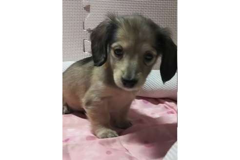 成約済の岩手県のカニンヘンダックスフンド(ロングヘアード)-81639の10枚目