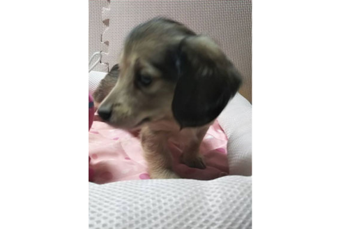 成約済の岩手県のカニンヘンダックスフンド(ロングヘアード)-81639の9枚目