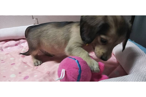 成約済の岩手県のカニンヘンダックスフンド(ロングヘアード)-81639の8枚目