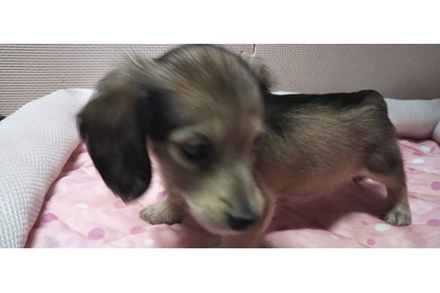 成約済の岩手県のカニンヘンダックスフンド(ロングヘアード)-81639の7枚目