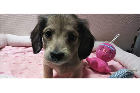 成約済の岩手県のカニンヘンダックスフンド(ロングヘアード)-81639の6枚目