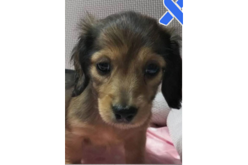 成約済の岩手県のカニンヘンダックスフンド(ロングヘアード)-81642の18枚目