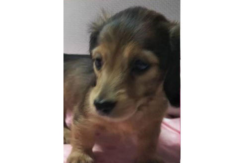 成約済の岩手県のカニンヘンダックスフンド(ロングヘアード)-81642の17枚目