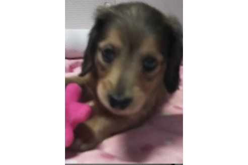 成約済の岩手県のカニンヘンダックスフンド(ロングヘアード)-81642の16枚目