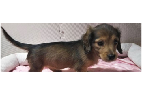 成約済の岩手県のカニンヘンダックスフンド(ロングヘアード)-81642の15枚目