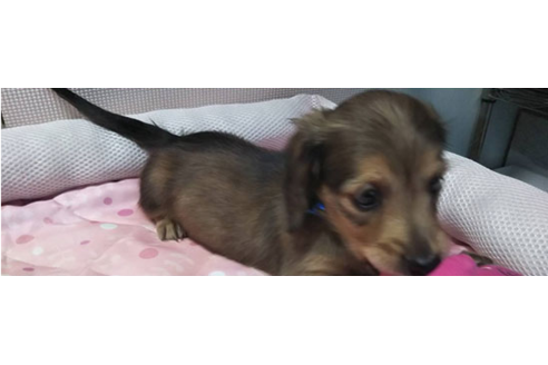 成約済の岩手県のカニンヘンダックスフンド(ロングヘアード)-81642の14枚目