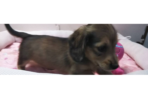 成約済の岩手県のカニンヘンダックスフンド(ロングヘアード)-81642の13枚目