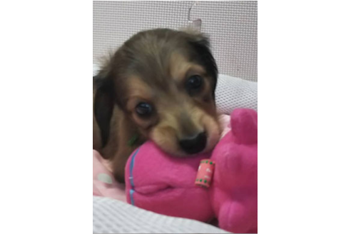 成約済の岩手県のカニンヘンダックスフンド(ロングヘアード)-81644の17枚目