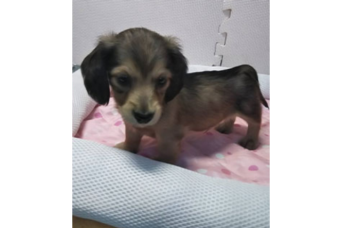 成約済の岩手県のカニンヘンダックスフンド(ロングヘアード)-81644の16枚目