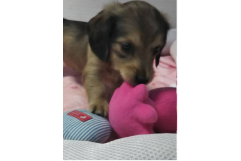 成約済の岩手県のカニンヘンダックスフンド(ロングヘアード)-81644の15枚目