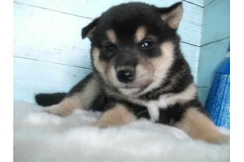 成約済の埼玉県の柴犬-81649の1枚目