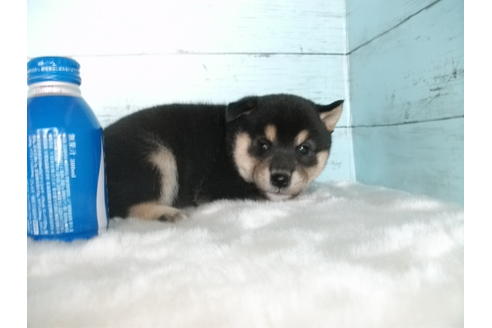 成約済の埼玉県の柴犬-81649の4枚目