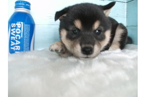 成約済の埼玉県の柴犬-81649の3枚目