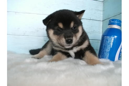 成約済の埼玉県の柴犬-81649の2枚目