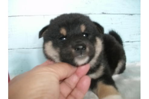 成約済の埼玉県の柴犬-81650の1枚目