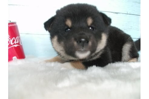 成約済の埼玉県の柴犬-81650の4枚目