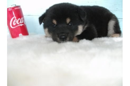 成約済の埼玉県の柴犬-81650の3枚目