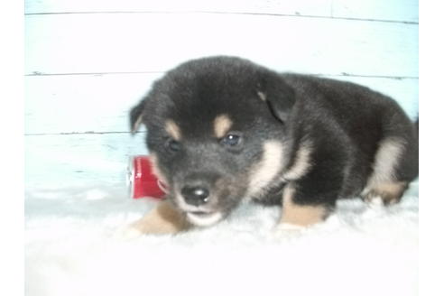 成約済の埼玉県の柴犬-81650の2枚目