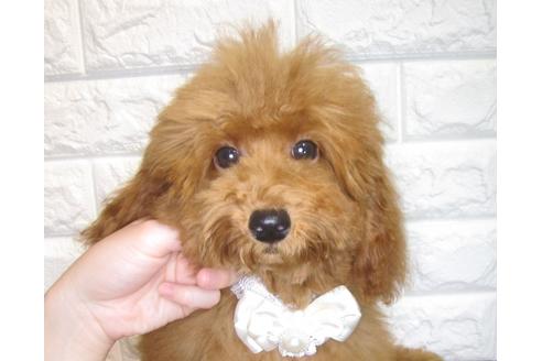 成約済の茨城県のトイプードル-81654の3枚目