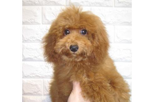 成約済の茨城県のトイプードル-81654の2枚目