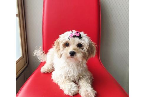 成約済の秋田県のマルプー:マルチーズ×トイプードル-81668の9枚目