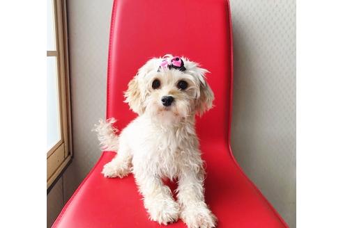 成約済の秋田県のマルプー:マルチーズ×トイプードル-81668の8枚目