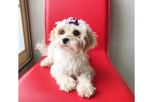 成約済の秋田県のマルプー:マルチーズ×トイプードル-81668の7枚目