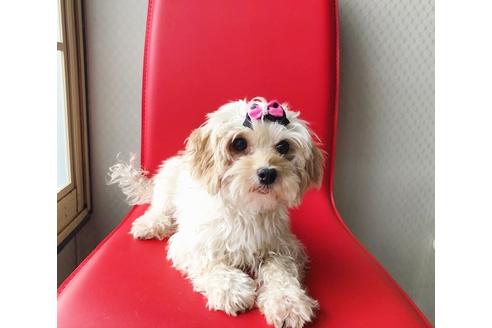 成約済の秋田県のマルプー:マルチーズ×トイプードル-81668の6枚目