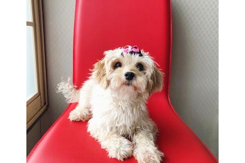 成約済の秋田県のマルプー:マルチーズ×トイプードル-81668の5枚目