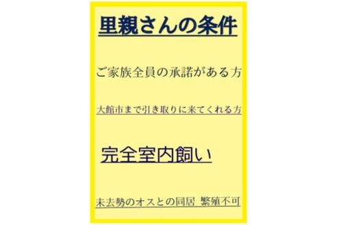 成約済の秋田県のマルプー:マルチーズ×トイプードル-81668の3枚目