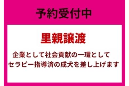 成約済の秋田県のマルプー:マルチーズ×トイプードル-81668の2枚目
