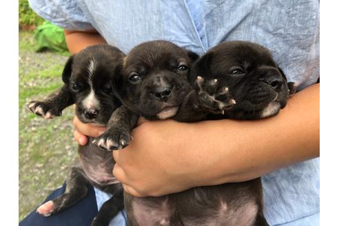 成約済の栃木県のミックス犬-81270の4枚目