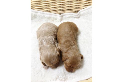 成約済の秋田県のチワプー:チワワ×トイプードル-81589の8枚目