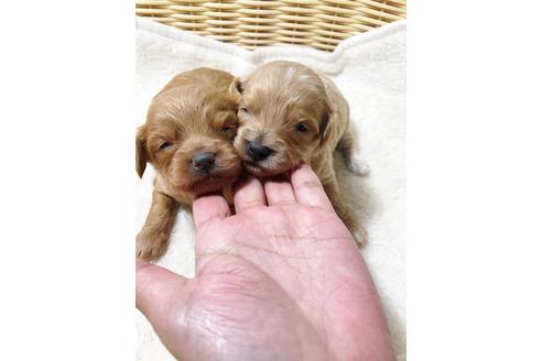 成約済の秋田県のチワプー:チワワ×トイプードル-81589の6枚目