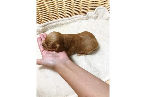 成約済の秋田県のチワプー:チワワ×トイプードル-81589の5枚目