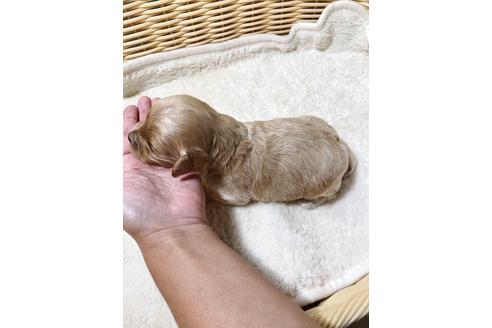 成約済の秋田県のチワプー:チワワ×トイプードル-81670の12枚目