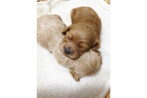 成約済の秋田県のチワプー:チワワ×トイプードル-81670の10枚目