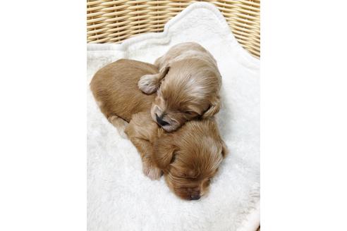 成約済の秋田県のチワプー:チワワ×トイプードル-81670の9枚目