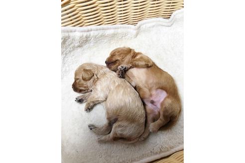 成約済の秋田県のチワプー:チワワ×トイプードル-81670