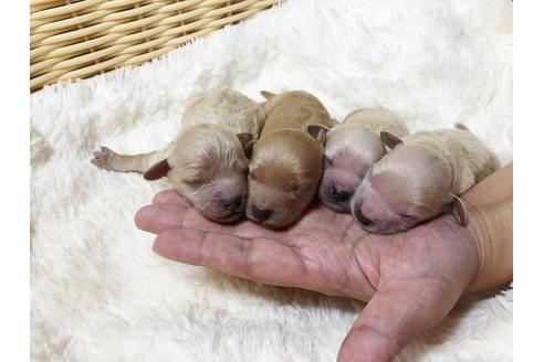 成約済の秋田県のミックス犬-81673の15枚目