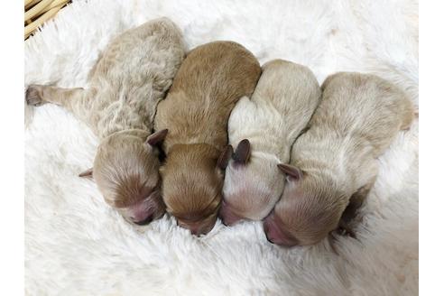 成約済の秋田県のミックス犬-81673の13枚目