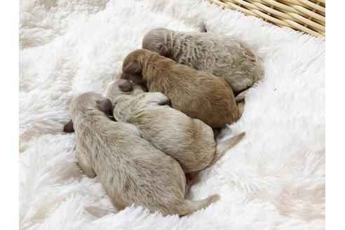 成約済の秋田県のミックス犬-81673の12枚目