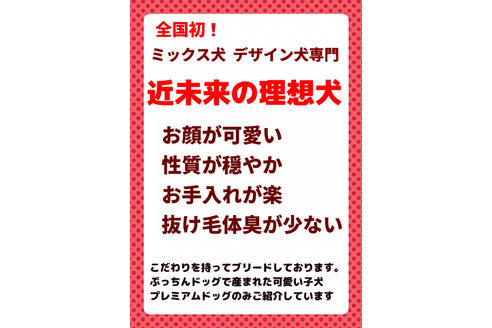 成約済の秋田県のミックス犬-81673の11枚目