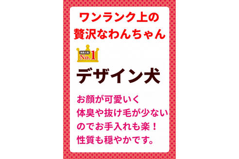 成約済の秋田県のミックス犬-81673の9枚目