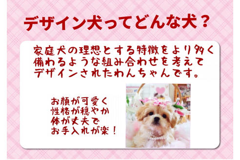 成約済の秋田県のミックス犬-81675の8枚目