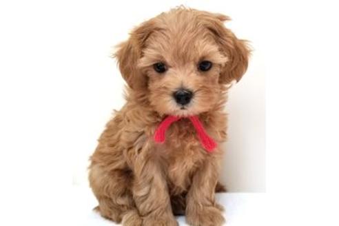 成約済の東京都のミックス犬-81268の3枚目